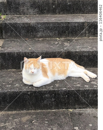 猫　お昼寝　野良猫 116406462