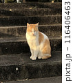 猫　夕方　野良猫 116406463