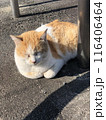 猫　ひなたぼっこ　野良猫 116406464