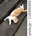 猫　伸びる　野良猫 116406466