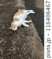 猫　横になる　野良猫 116406467