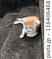 猫　くつろぐ　野良猫 116406468