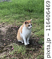 猫　野良猫　座る 116406469