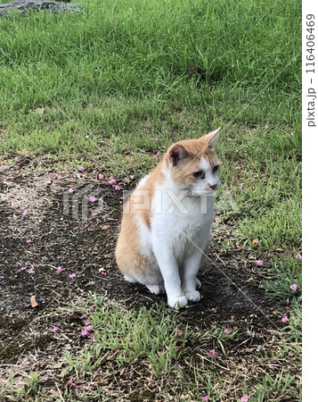 猫 野良猫 座る 猫 野良猫 座る 116406469