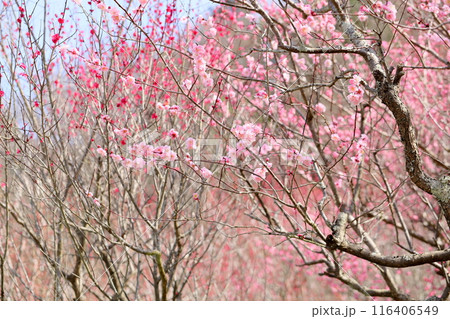 ピンクの梅の花 116406549