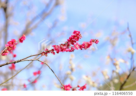 紅梅の花　玉光 116406550