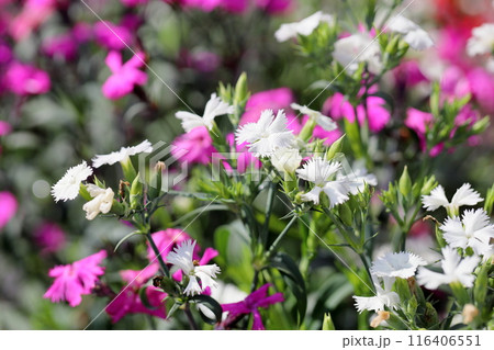 ナデシコの花 116406551