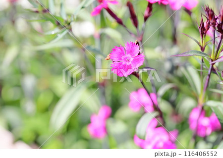 ナデシコの花 116406552