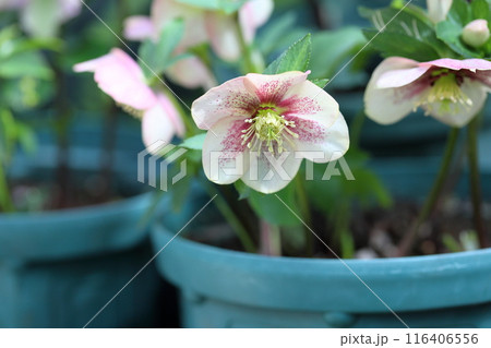 クリスマスローズの花 116406556