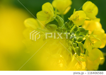 春の訪れを告げる菜の花　クローズアップ 116406560