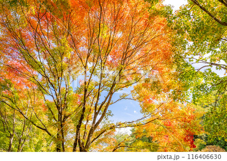 もみじ湖　箕輪ダム　湖畔を染める一万本のモミジ 116406630