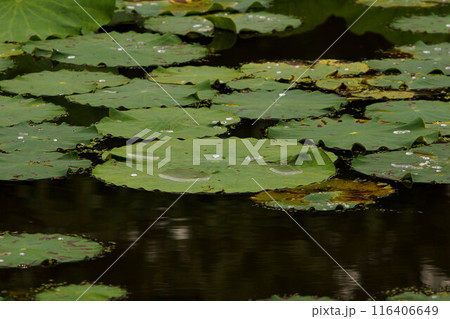 ハスの葉 7月上旬 ハスの葉 7月上旬 116406649
