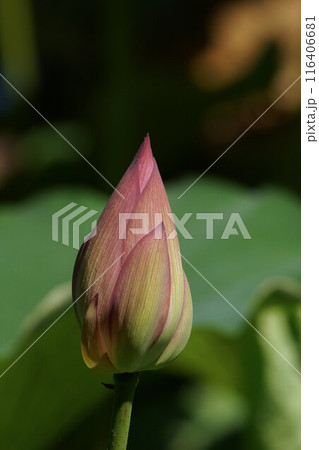 蓮のつぼみ 7月上旬 蓮のつぼみ 7月上旬 116406681