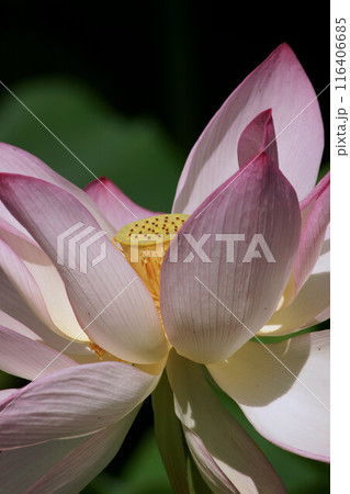 ハスの花　7月上旬 116406685