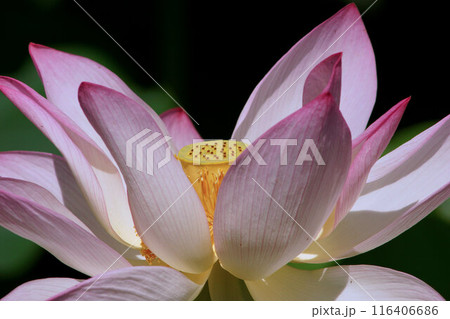 ハスの花 7月上旬 ハスの花 7月上旬 116406686