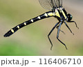 コオニヤンマ　アップ　7月上旬 116406710