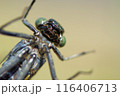 コオニヤンマ　アップ　7月上旬 116406713