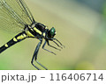 コオニヤンマ　アップ　7月上旬 116406714