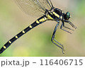 コオニヤンマ　アップ　7月上旬 116406715