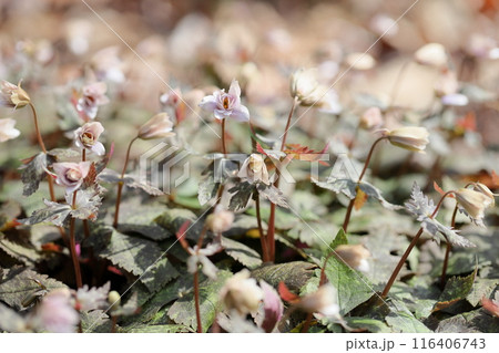 早春の花　ユキワリイチゲ 116406743
