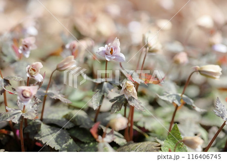 早春の花 ユキワリイチゲ 早春の花 ユキワリイチゲ 116406745