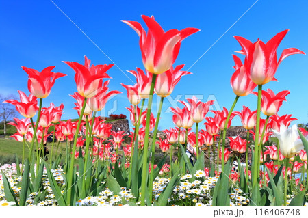 【香川県】春の国営讃岐まんのう公園（チューリップ） 116406748