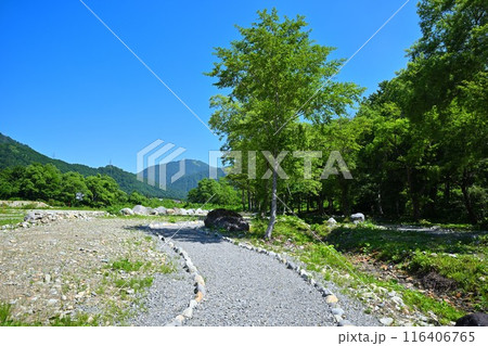 みつまた親水公園 バイカモ群生地 清津川 河原の風景 みつまた親水公園 バイカモ群生地 清津川 河原の風景 116406765