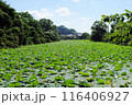 篠山城跡南堀のハス　7月上旬 116406927