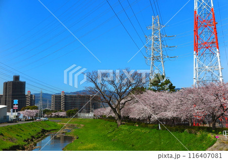 桜が満開の、川沿いの遊歩道と、青空に伸びる高圧電線 116407081