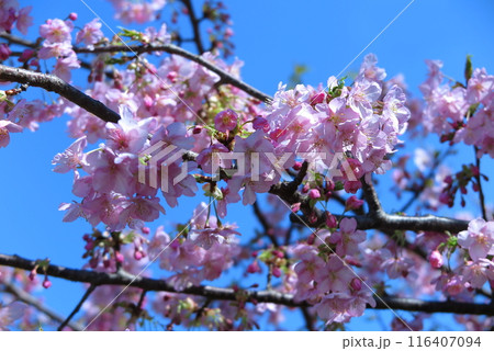 青空をバックに、満開の桜(濃いピンク色の品種) 青空をバックに、満開の桜(濃いピンク色の品種) 116407094