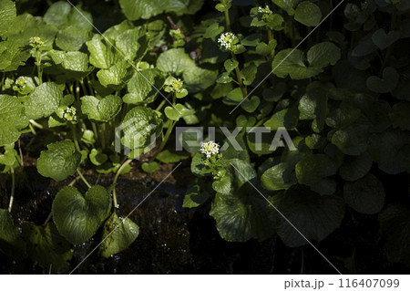 ワサビの花 116407099