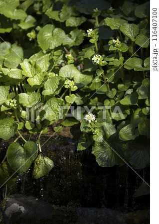 ワサビの花 116407100
