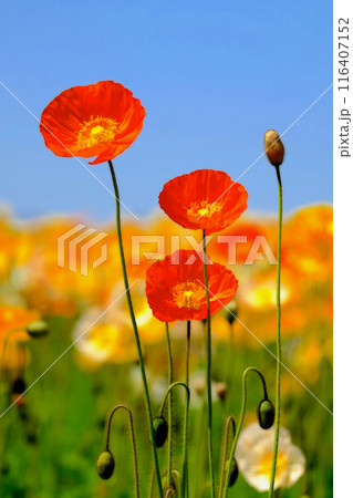 秋桜の咲く季節 秋桜の咲く季節 116407152