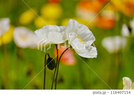 秋桜の咲く季節 116407154