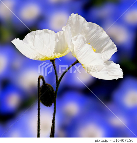 秋桜の咲く季節 秋桜の咲く季節 116407156