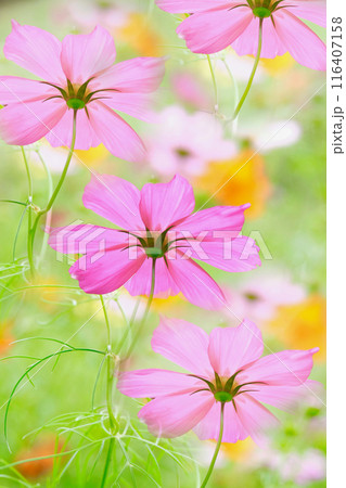 秋桜の咲く季節 116407158