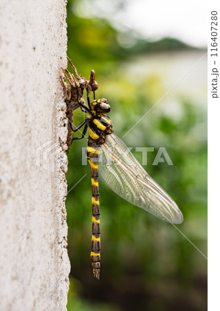 オニヤンマの羽化 116407280