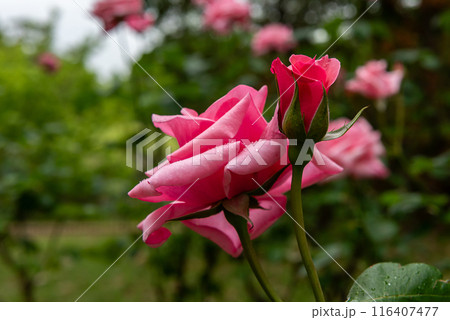A rose and a pink rosebud blooming with raindrops A rose and a pink rosebud blooming with raindrops 116407477