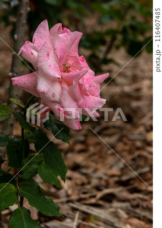 Pink rose full bloom in the garden 116407485
