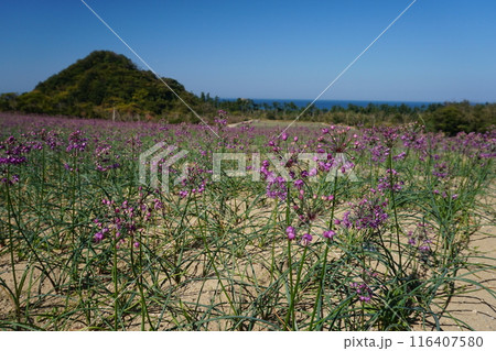 青空を背景にした鳥取砂丘東側の畑に咲くらっきょうの花　Ver2 116407580