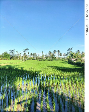 Green ricefield with the blue sky 116407828