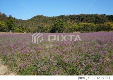 紫色に染まる秋の鳥取砂丘東側ラッキョウ畑の風景　Ver2 116407881