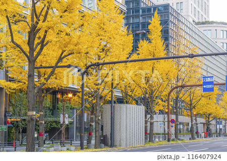 秋の大阪　御堂筋の黄葉したイチョウ並木 116407924