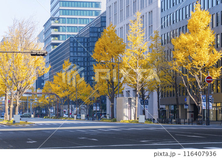 秋の大阪　御堂筋の黄葉したイチョウ並木 116407936