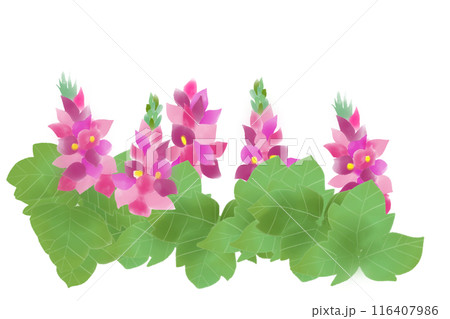 葛（クズ）の花のカード1 116407986