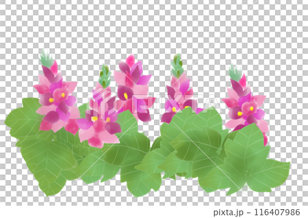 Kudzu flower card 1 Kudzu flower card 1 116407986