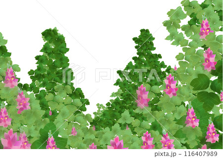 葛(クズ)の花のカード2 葛(クズ)の花のカード2 116407989