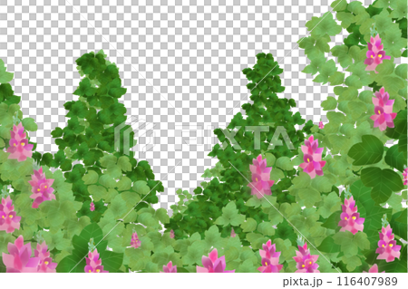 葛花卡2 116407989
