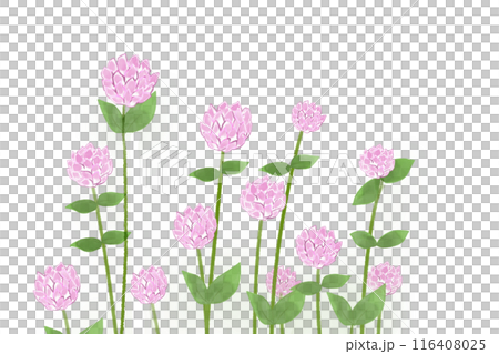 千日紅（センニチコウ）の花のカード9 116408025