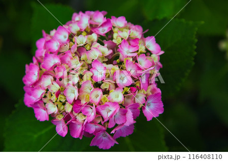 初夏の花々 116408110